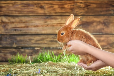 Photo of Woman holding adorable red bunny over straw