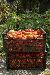 Photo of Plastic crates with red ripe tomatoes in garden