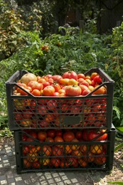 Plastic crates with red ripe tomatoes in garden