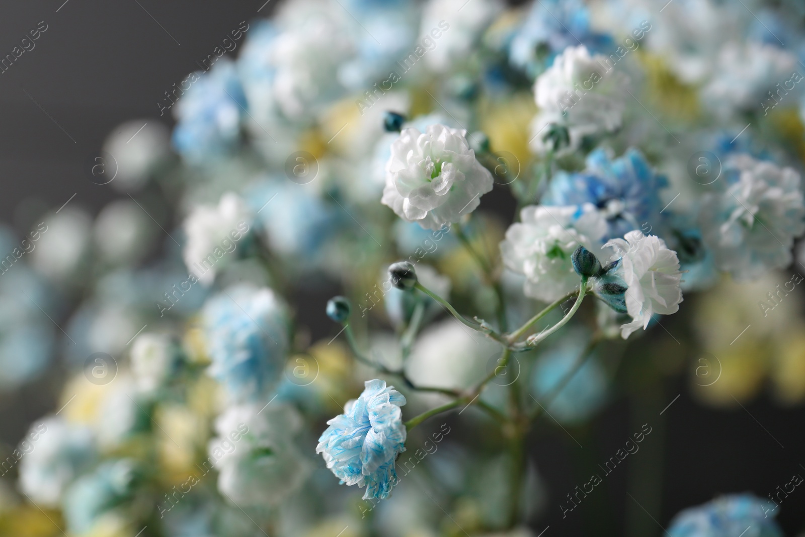 Photo of Many beautiful dyed gypsophila flowers on dark grey background, closeup