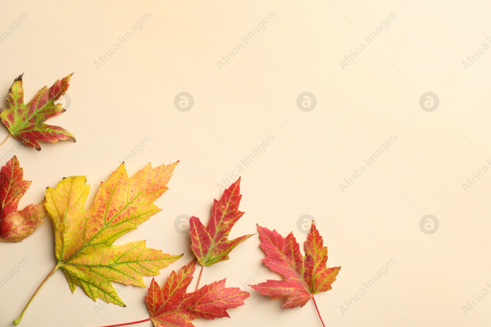 Photo of Colorful autumn leaves on beige background, flat lay. Space for text