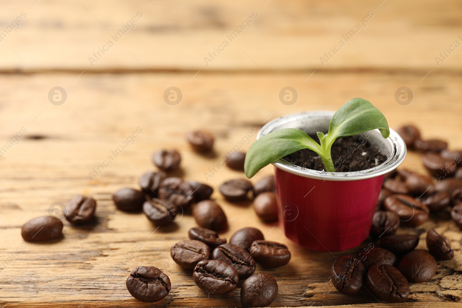 Photo of Coffee capsule with seedling and beans on table, closeup. Space for text