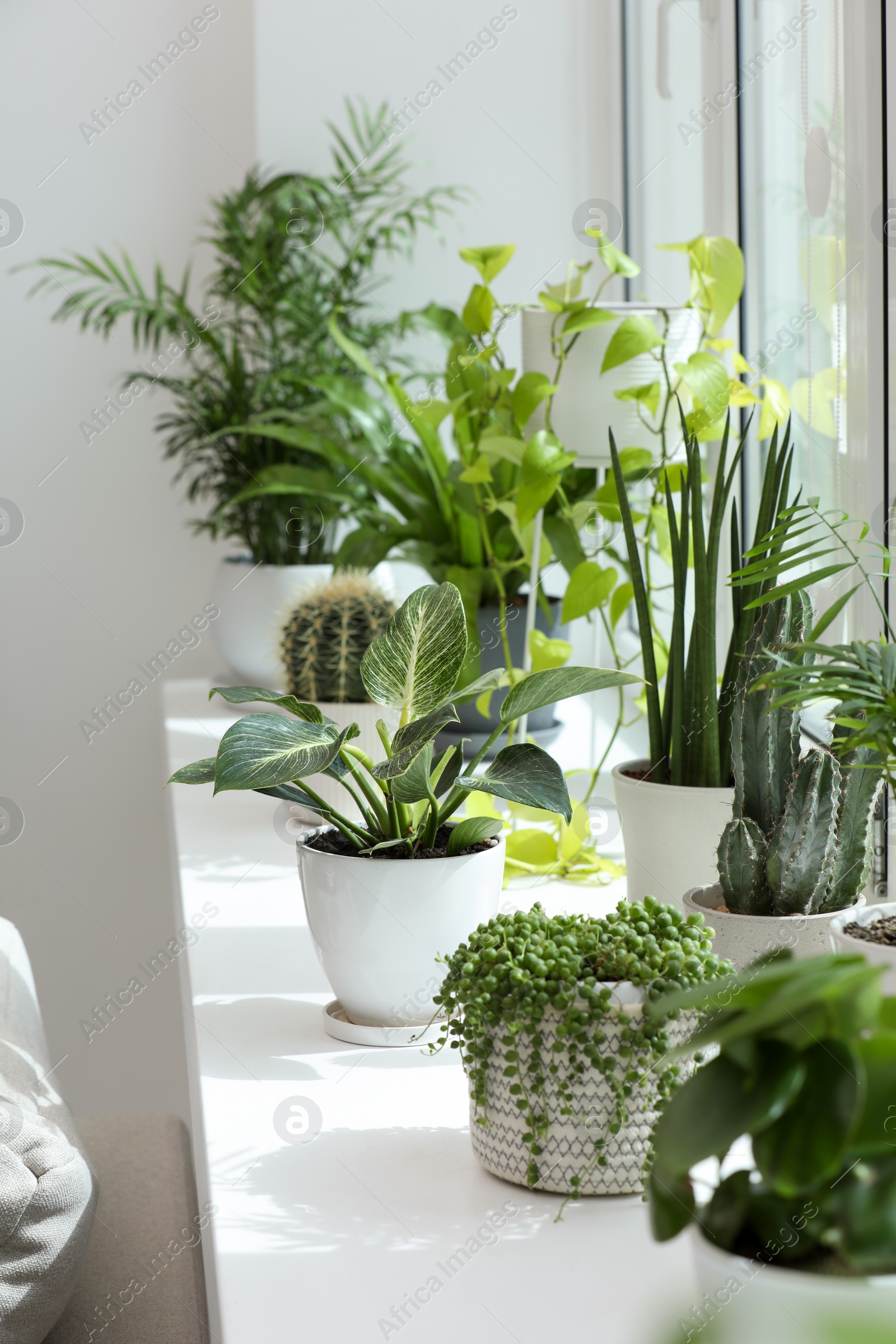 Photo of Many beautiful potted houseplants on windowsill indoors