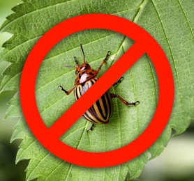 Image of Colorado potato beetle and red prohibition sign on green leaf outdoors