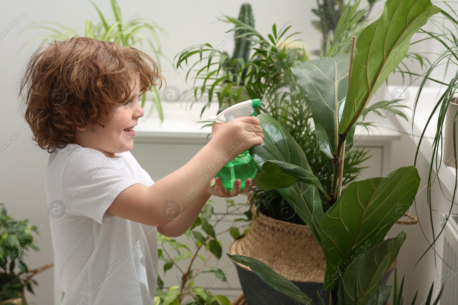 Photo of Cute little boy spraying beautiful green plant at home. House decor