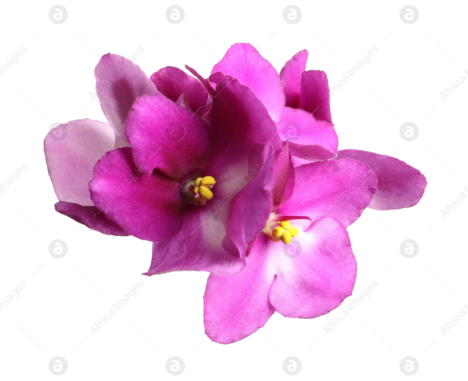 Photo of Pink violet flowers isolated on white. Delicate house plant