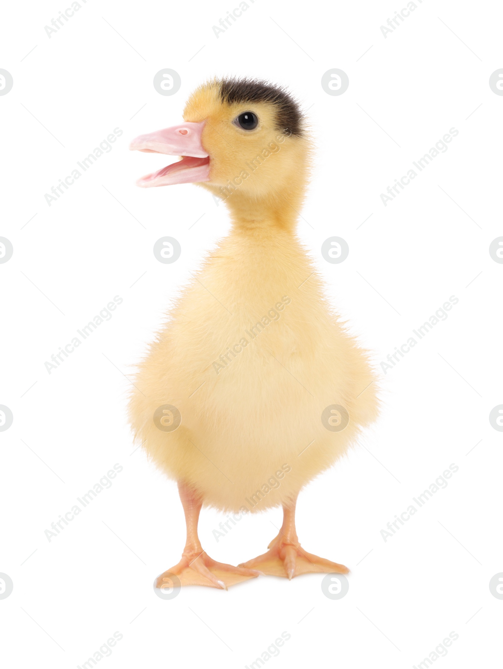 Photo of Baby animal. Cute fluffy duckling on white background