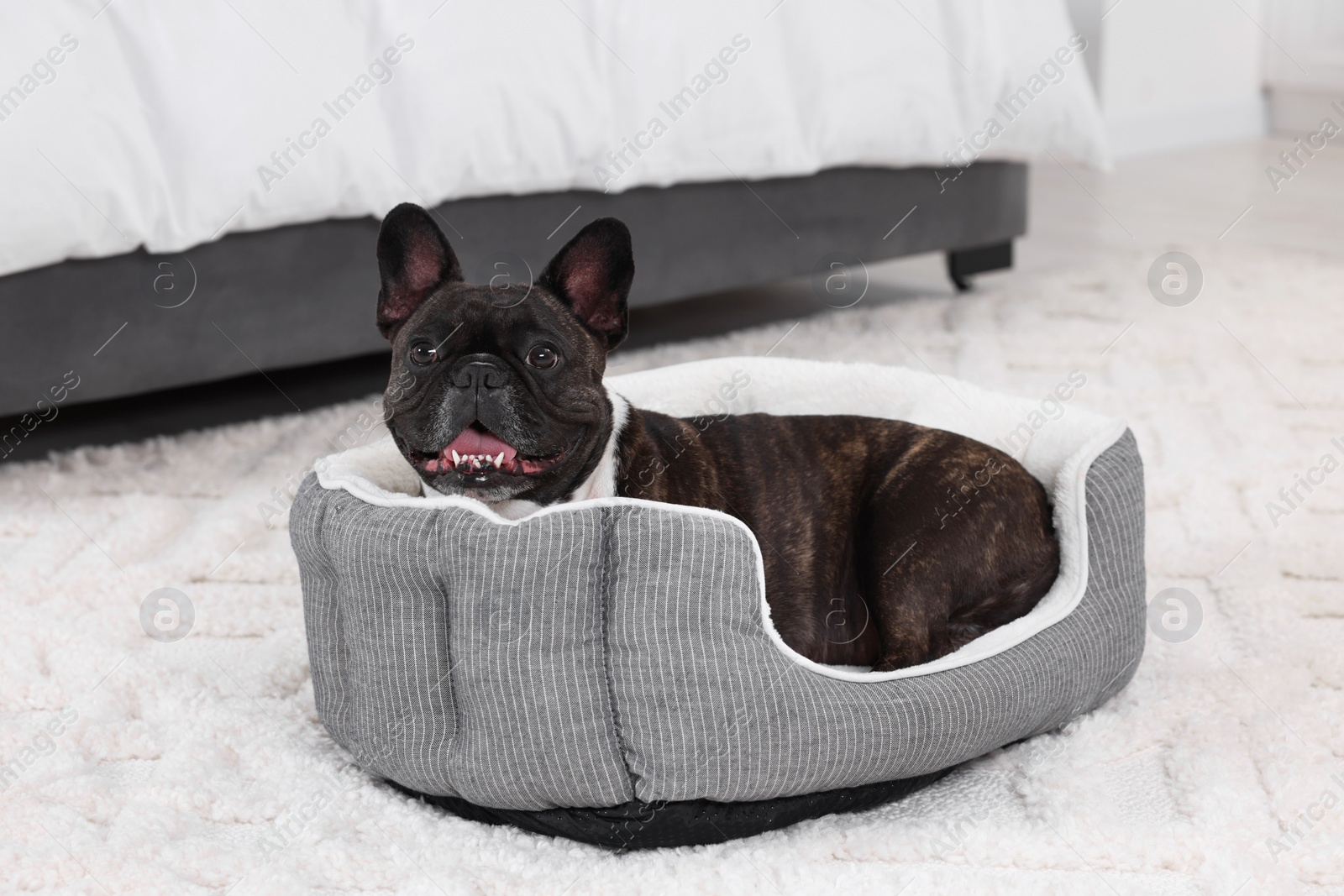 Photo of Adorable French Bulldog lying on dog bed indoors. Lovely pet