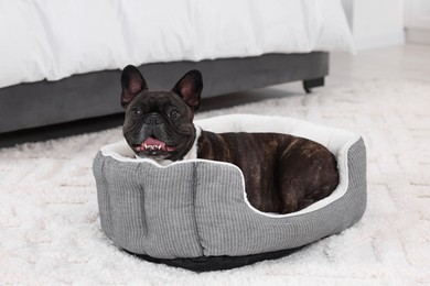 Adorable French Bulldog lying on dog bed indoors. Lovely pet