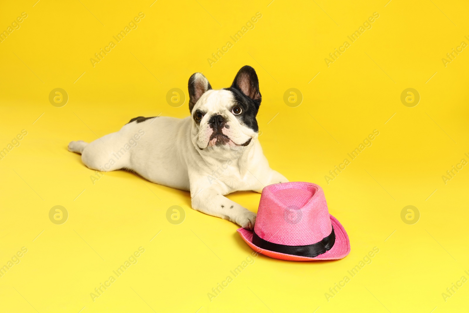 Photo of French bulldog with hat on yellow background