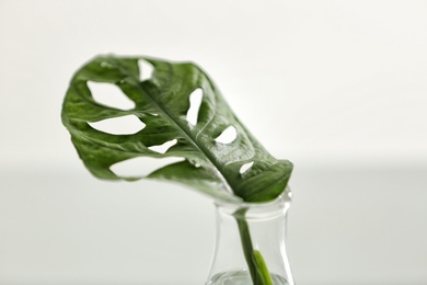 Photo of Conical flask with plant on light background, closeup. Chemistry laboratory research