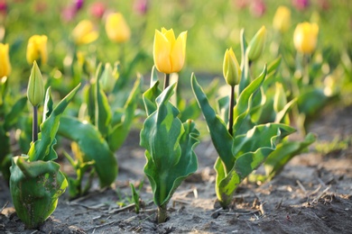 Photo of Field with fresh beautiful tulips. Blooming spring flowers