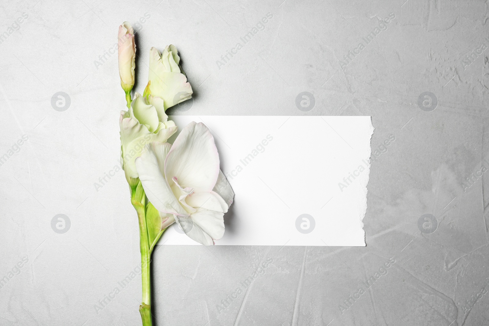 Photo of Beautiful gladiolus flowers with blank card on gray background, top view