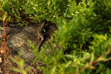 Photo of Beautiful lizard crawling on tree stump near shrubs of bilberry in forest