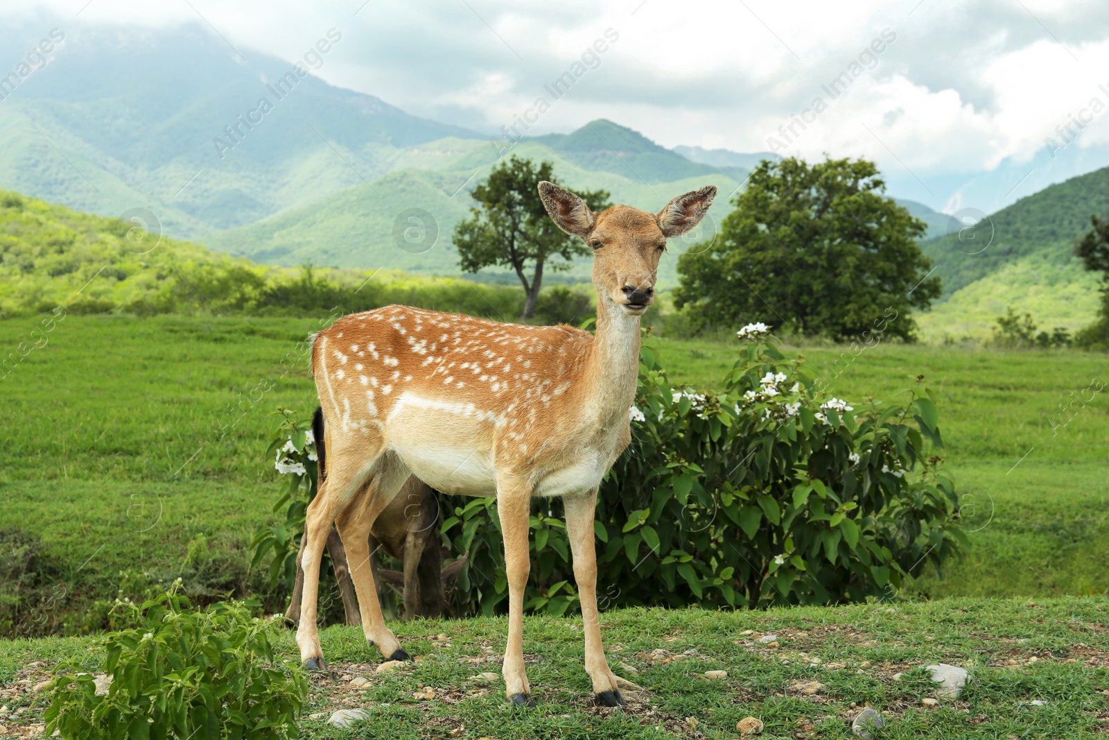 Photo of Beautiful deer on green grass in safari park