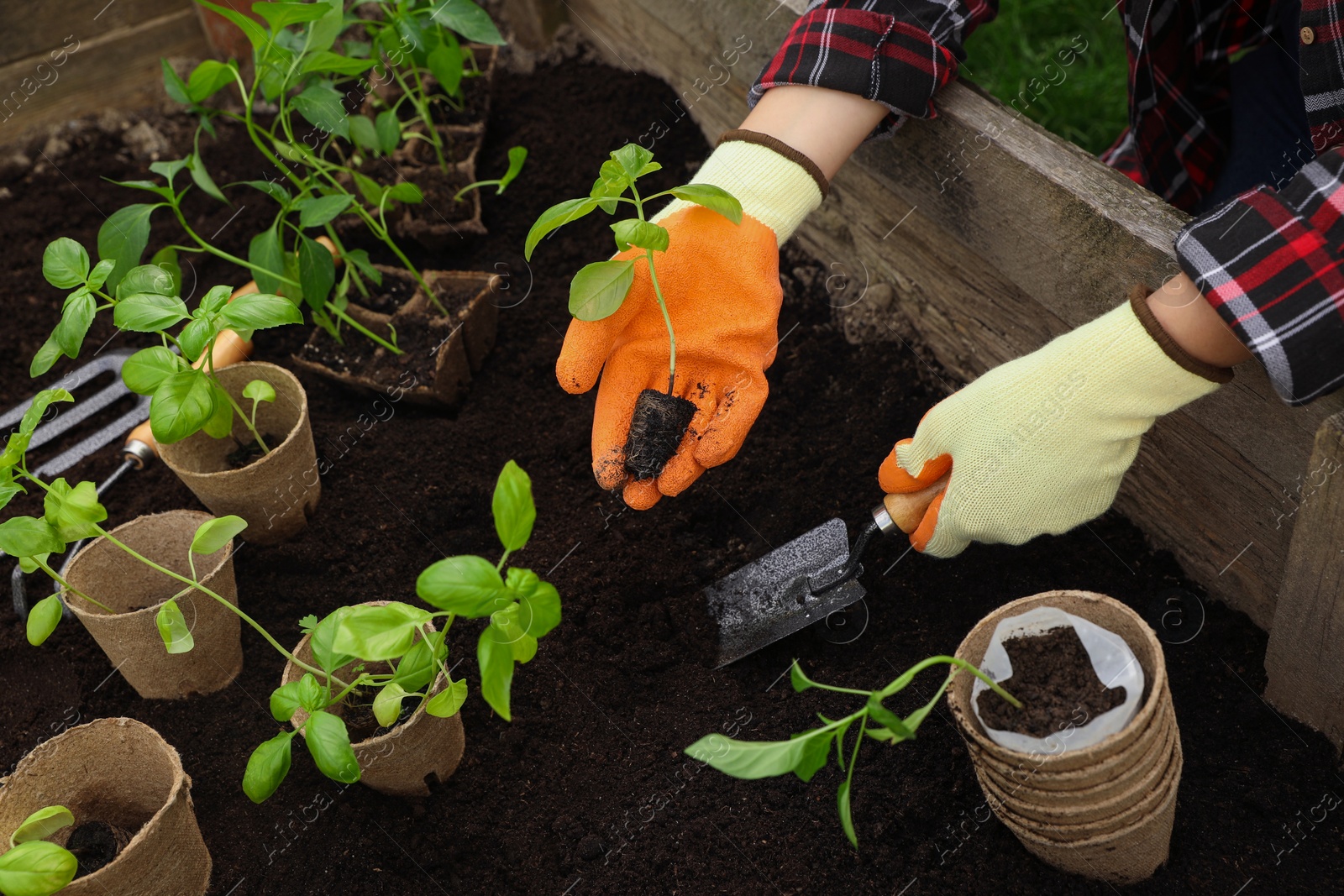 Photo of Woman planting seedling in soil outdoors, closeup