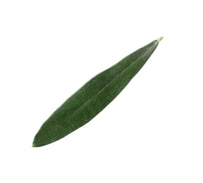 Fresh green olive leaf isolated on white