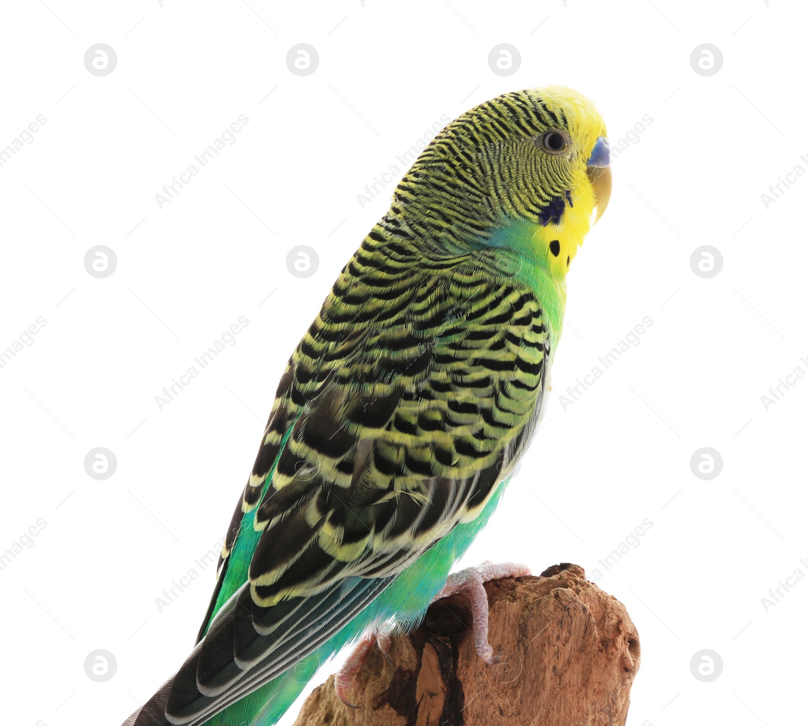 Photo of Beautiful parrot perched on wood against white background. Exotic pet