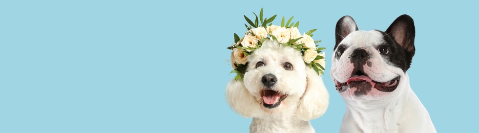 Image of Happy dogs. Adorable Bichon with wreath of beautiful flowers and French bulldog smiling on light blue background, space for text. Banner design