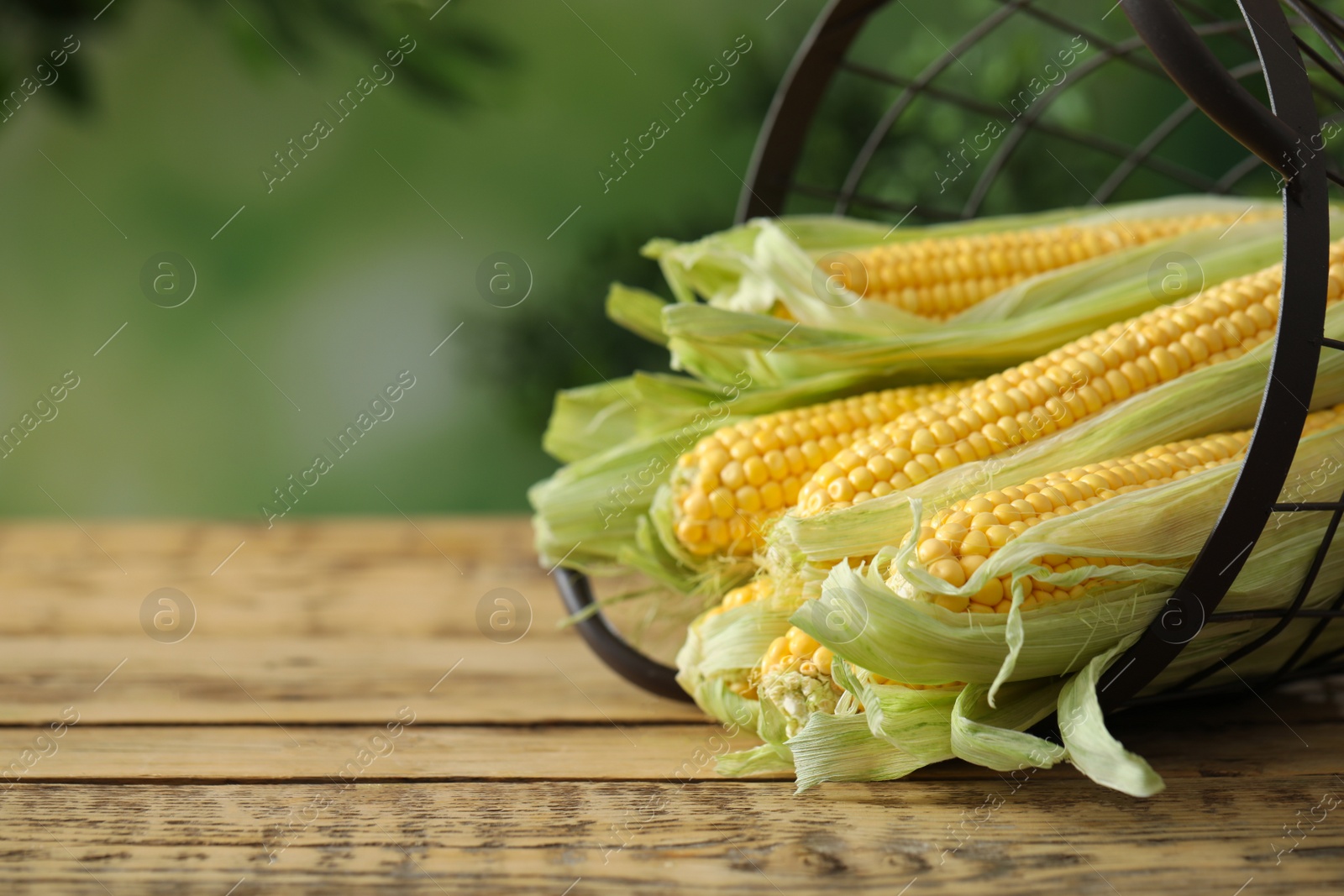 Photo of Ripe raw corn cobs in metal basket on wooden table against blurred background, closeup