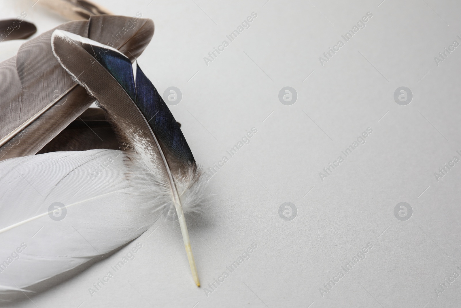 Photo of Many different bird feathers on white background, closeup. Space for text