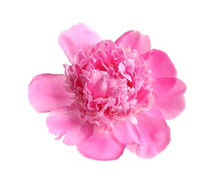 Photo of Beautiful fresh peony flower on white background, top view