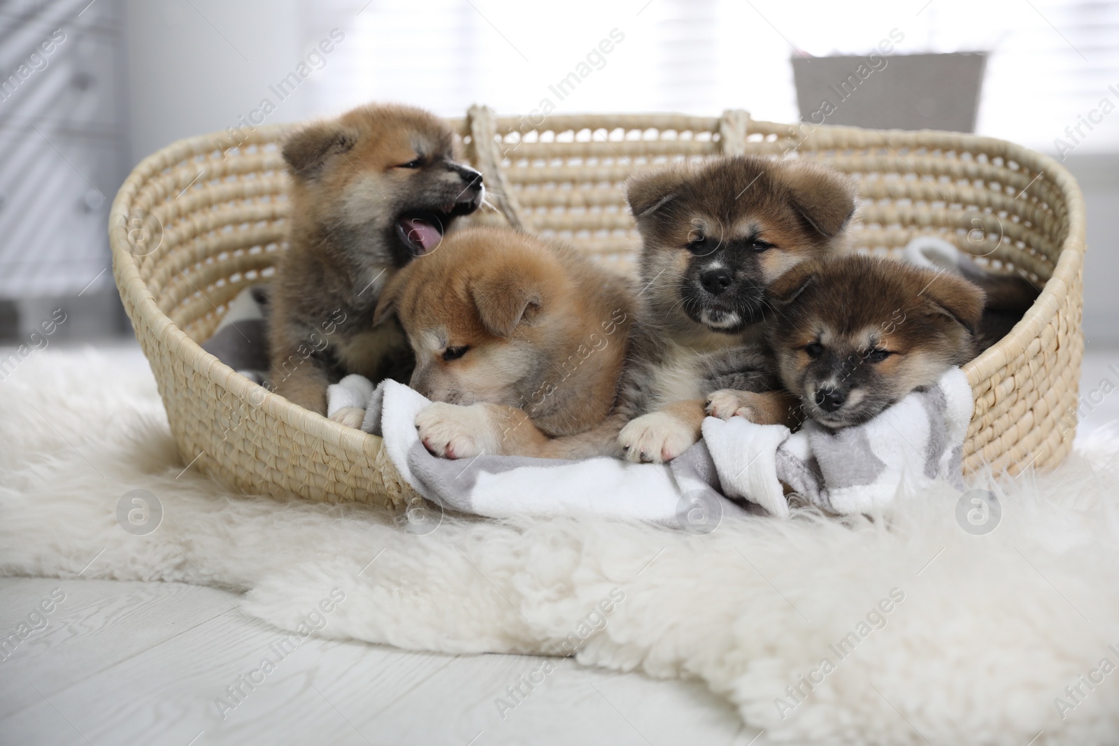 Photo of Adorable Akita Inu puppies in dog bed indoors