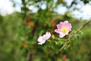 Photo of Branch of wild bush with blooming flowers, closeup