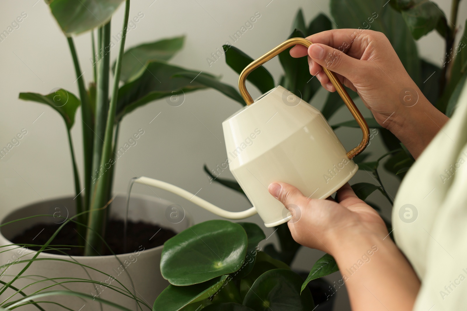 Photo of Woman watering beautiful potted houseplant, closeup view