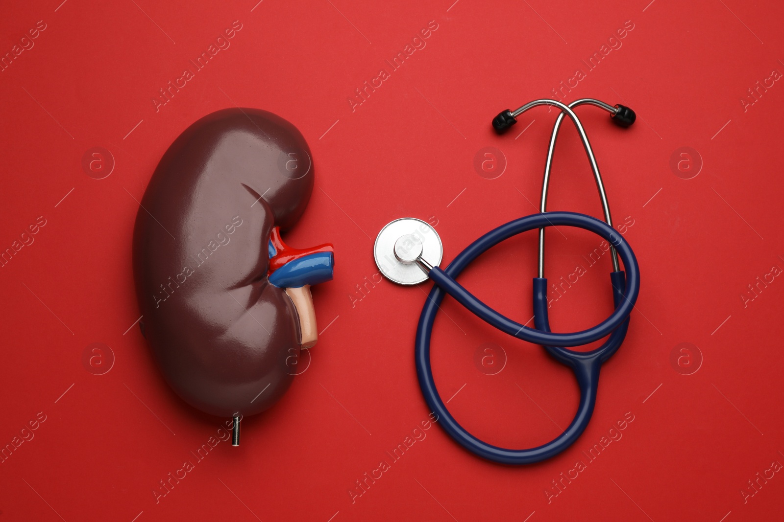 Photo of Kidney model and stethoscope on red background, flat lay