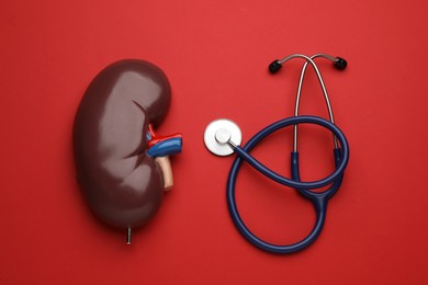 Photo of Kidney model and stethoscope on red background, flat lay