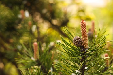 Photo of Pine tree with blossoms outdoors on spring day, closeup. Space for text
