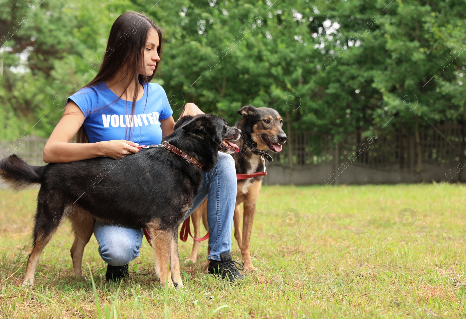 Photo of Female volunteer with homeless dogs at animal shelter outdoors