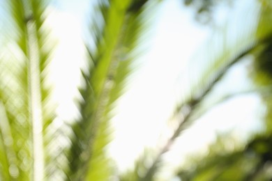 Photo of Blurred view of palm leaves on sunny day outdoors. Bokeh effect
