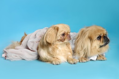 Photo of Cute Pekingese dogs in pet clothes on light blue background