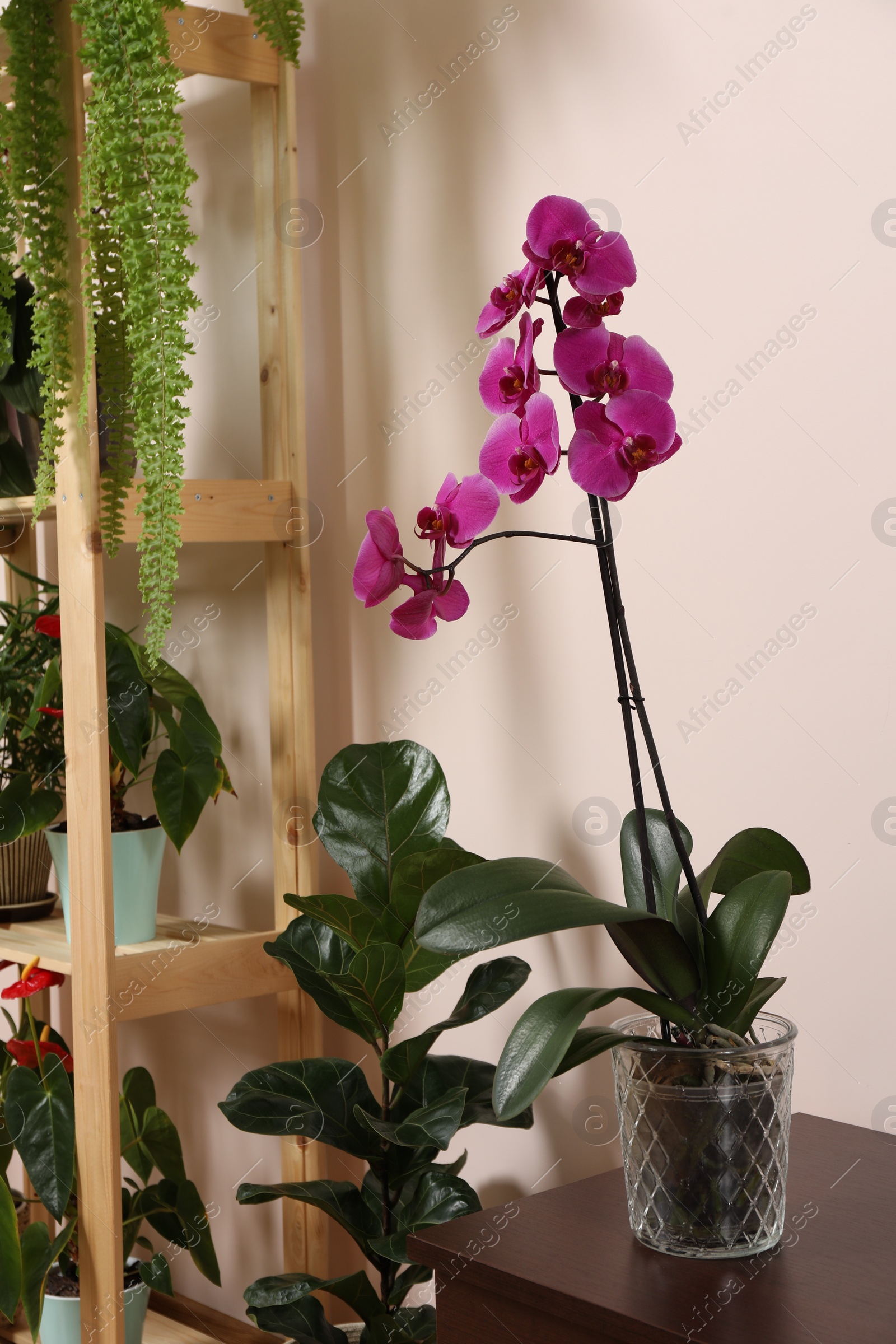 Photo of Beautiful houseplants in pots indoors. House decor