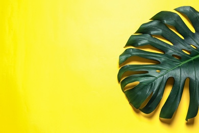 Photo of Green fresh monstera leaf on color background, top view with space for text. Tropical plant
