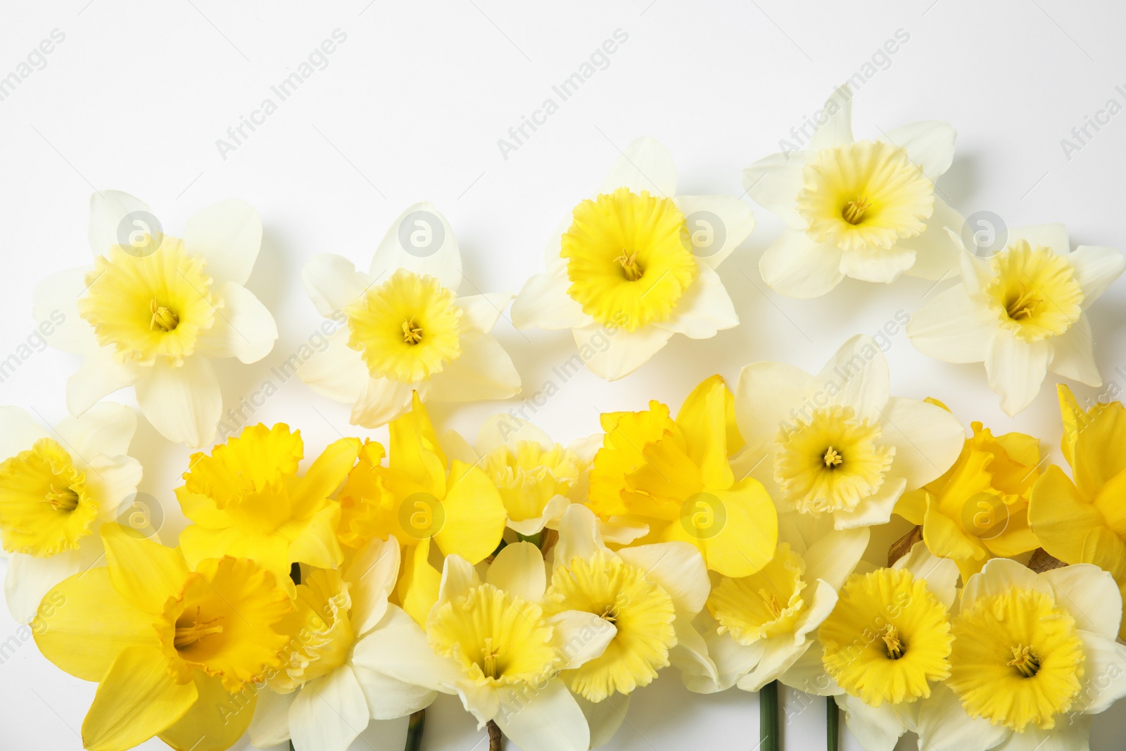 Photo of Composition with daffodils on white background, top view. Fresh spring flowers