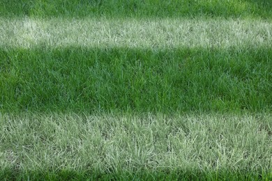 Image of Green grass with white markings, closeup view