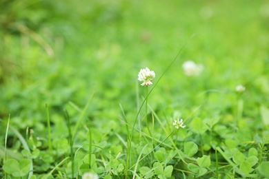 Green meadow with blooming wild flowers, closeup