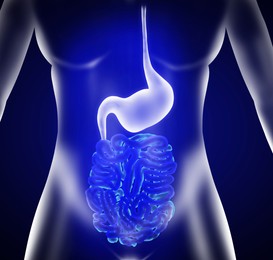 Illustration of  stomach and intestine on blue background. Gastroenterology
