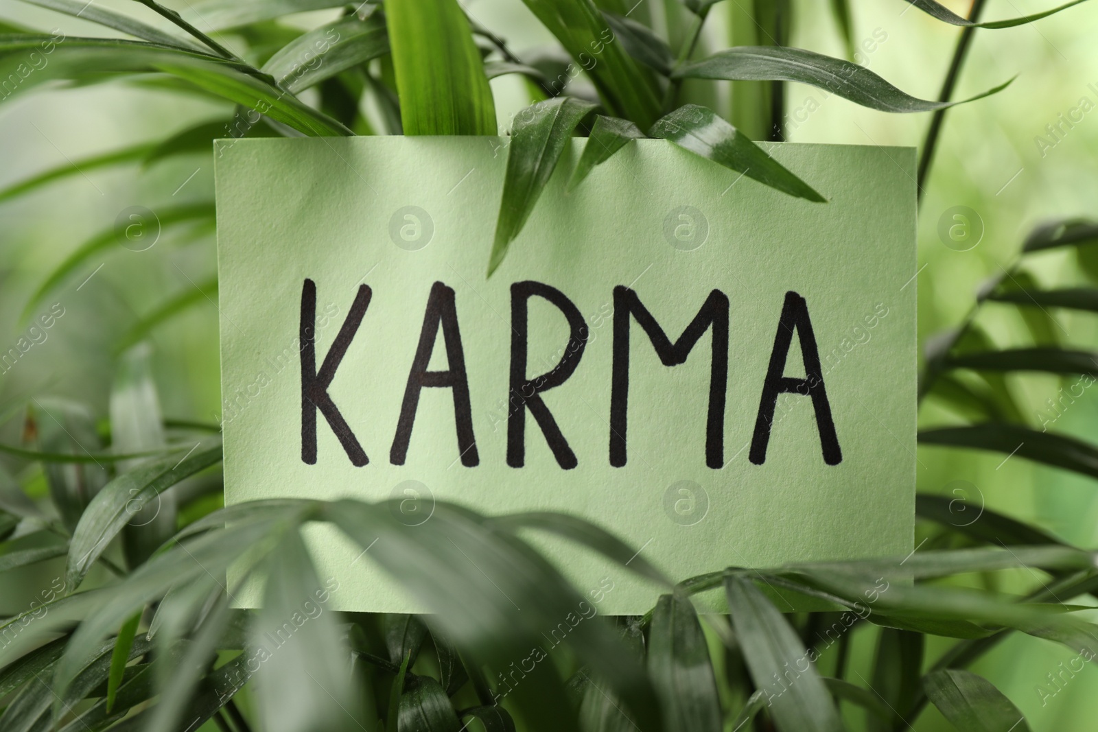 Photo of Sheet of paper with word Karma in green leaves, closeup