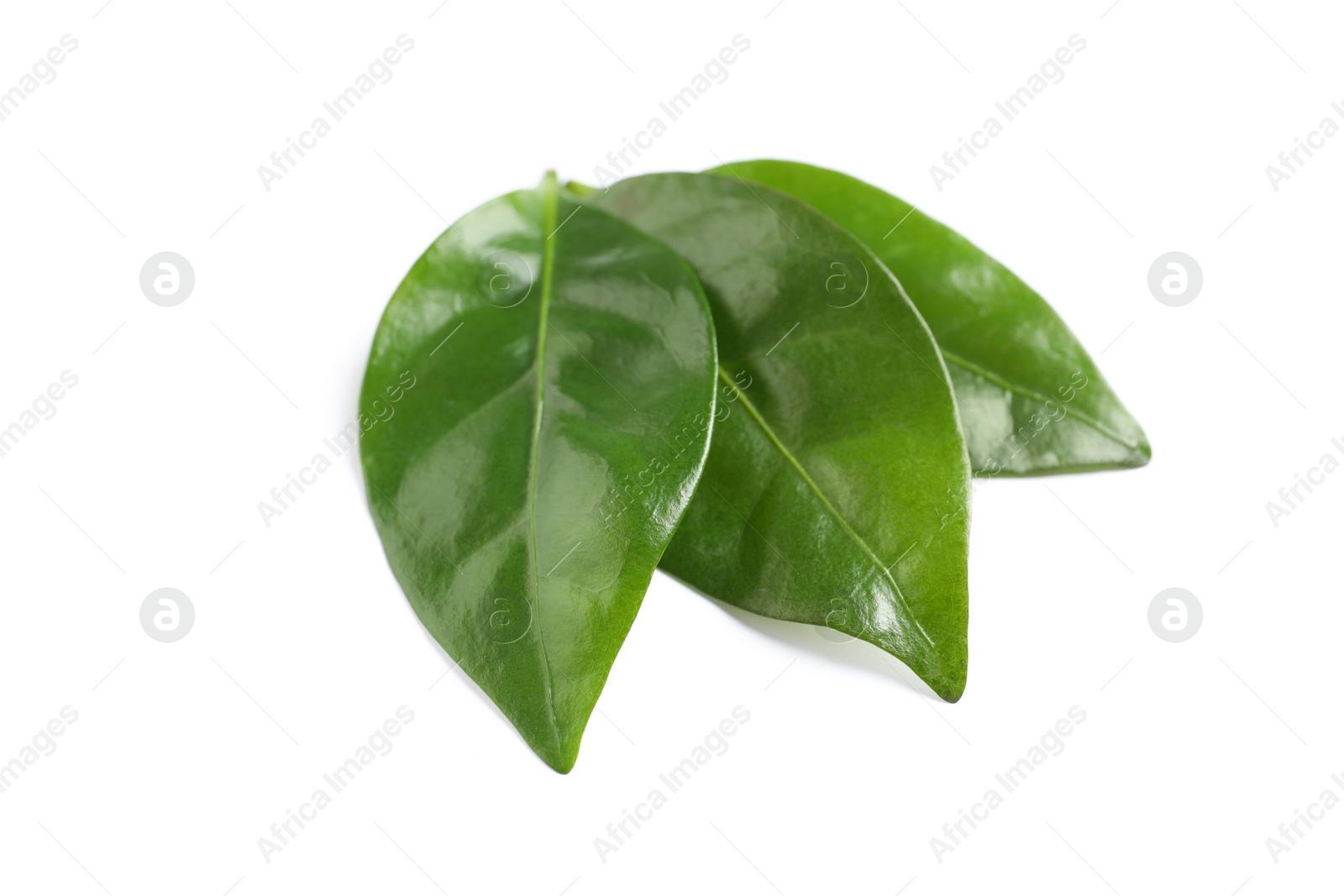 Photo of Fresh green coffee leaves isolated on white