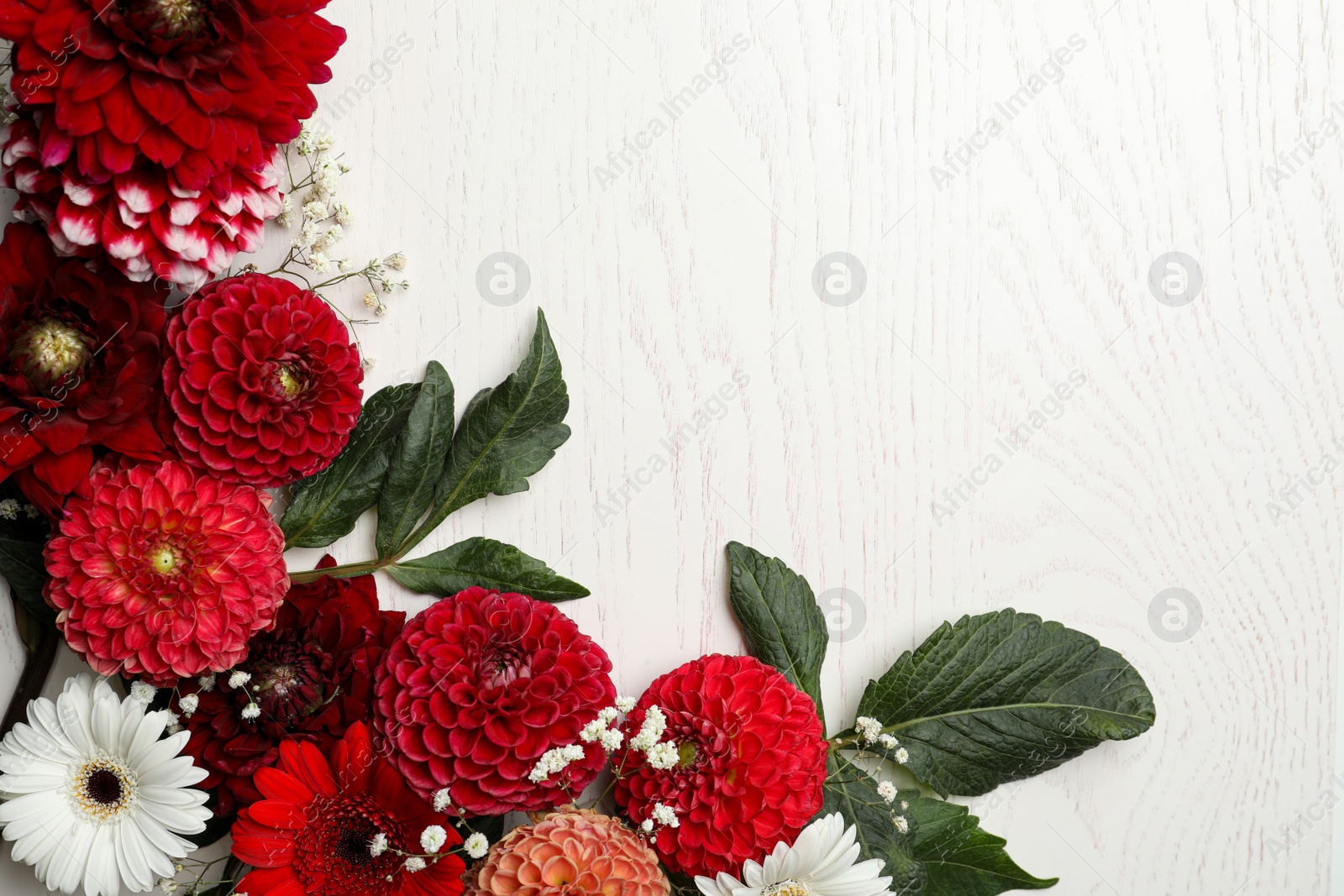 Photo of Flat lay composition with beautiful dahlia flowers on white wooden background. Space for text