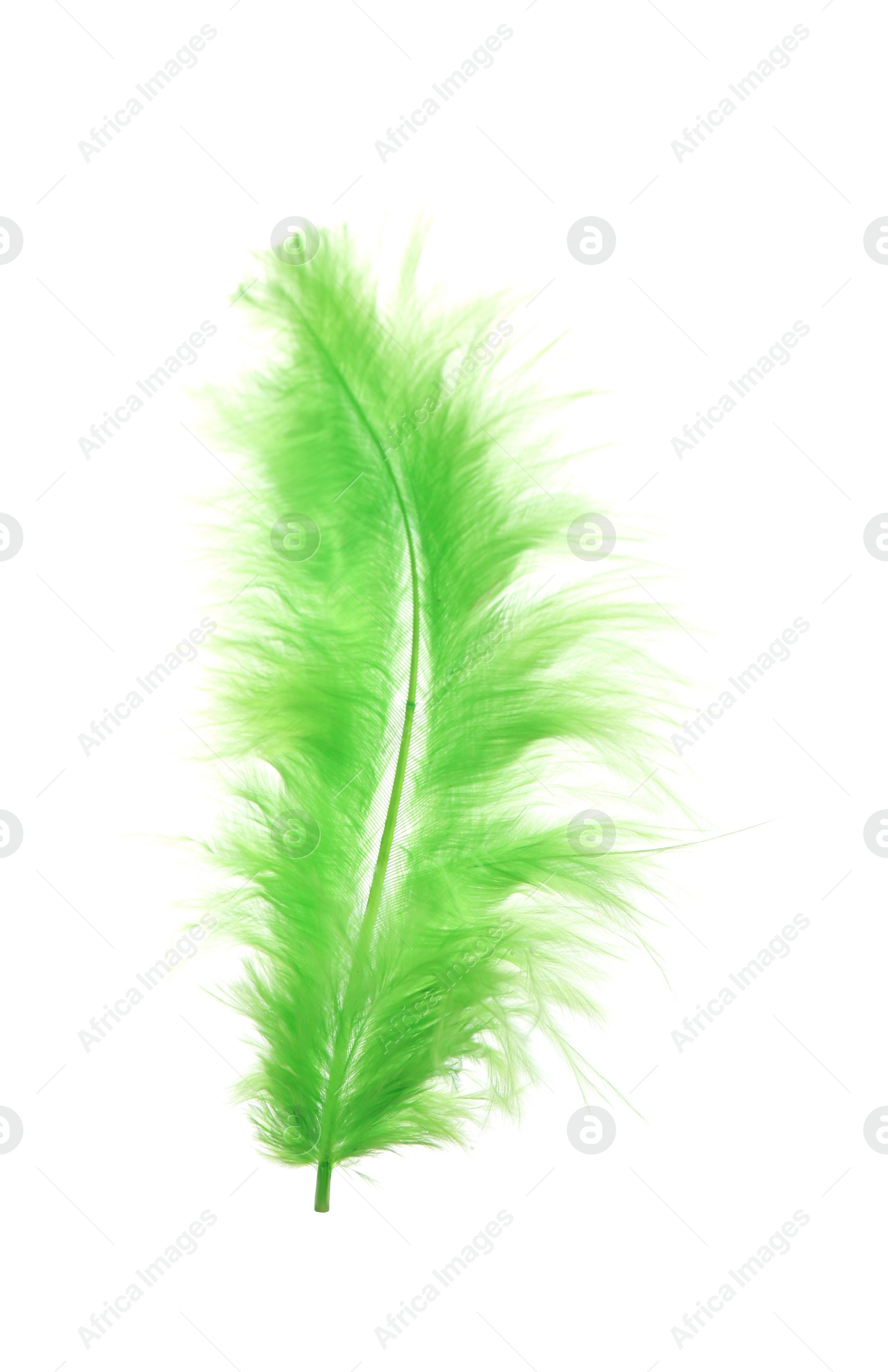 Photo of Fluffy beautiful green feather isolated on white