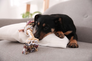 Cute little black puppy on sofa indoors