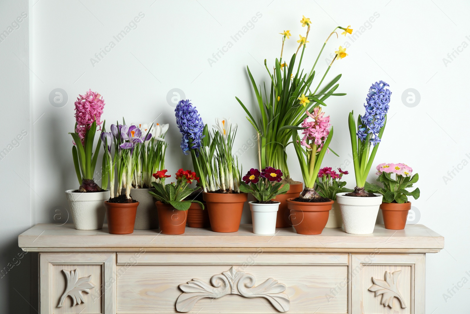 Photo of Different beautiful potted flowers on table near white wall