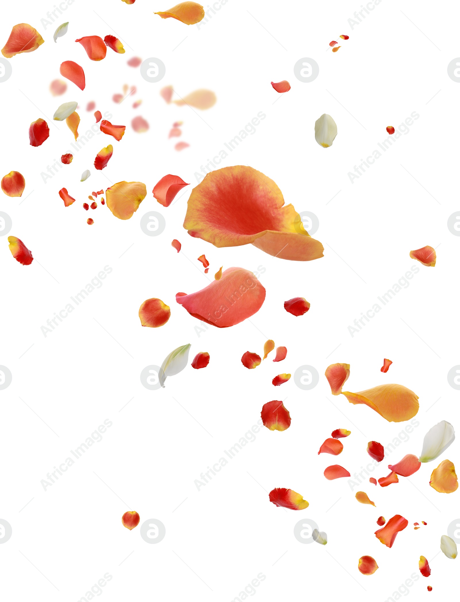 Image of Beautiful tender petals flying on white background