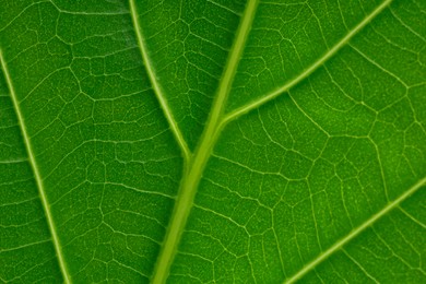 Photo of Macro photo of green leaf as background, top view