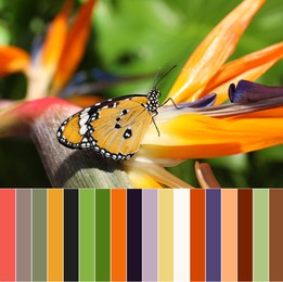 Color palette and beautiful painted lady butterfly on flower in garden